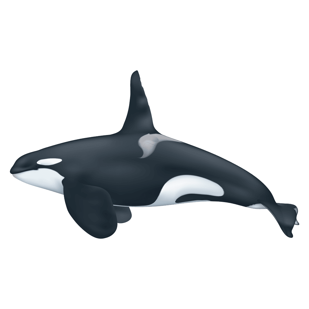 Killer whale images hd photo clipart 2