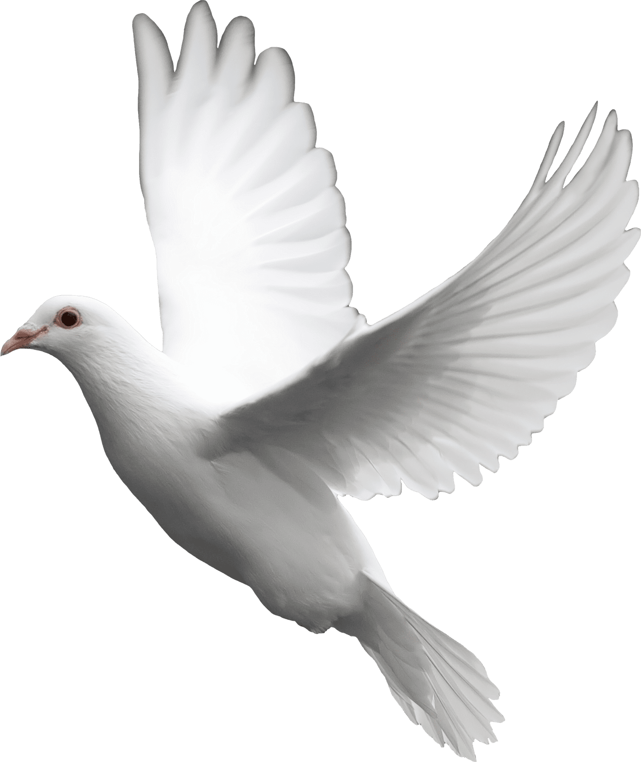 Dove palomas clipart logo