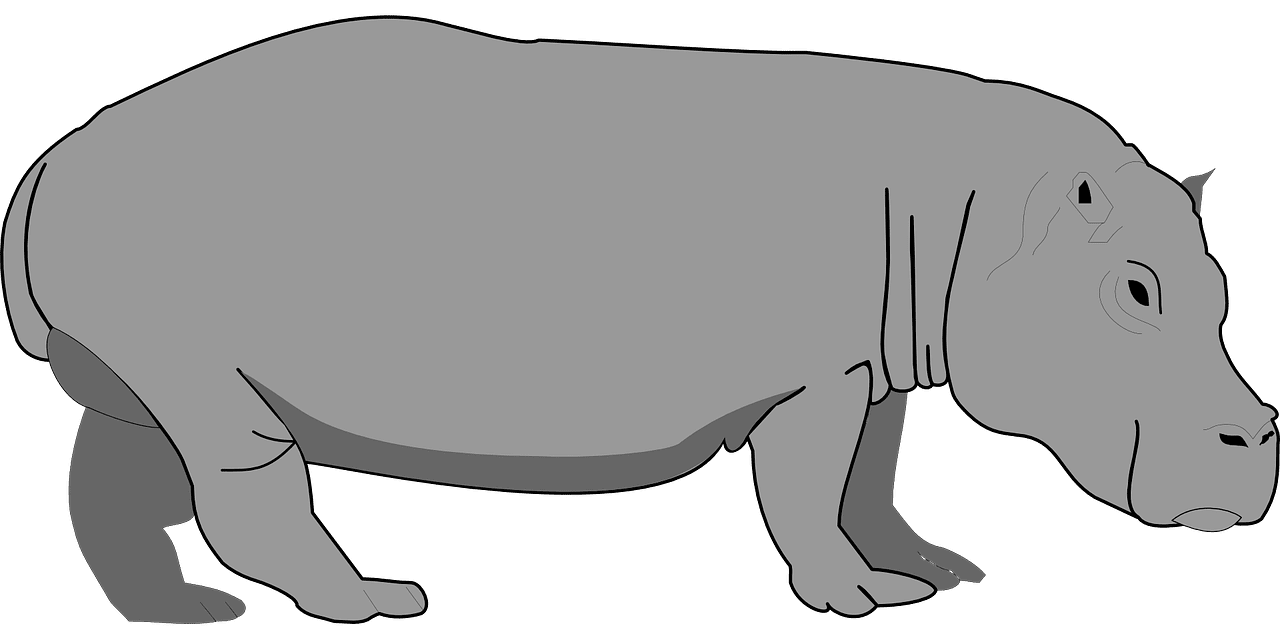 Hippo gray potamus vector graphic clipart