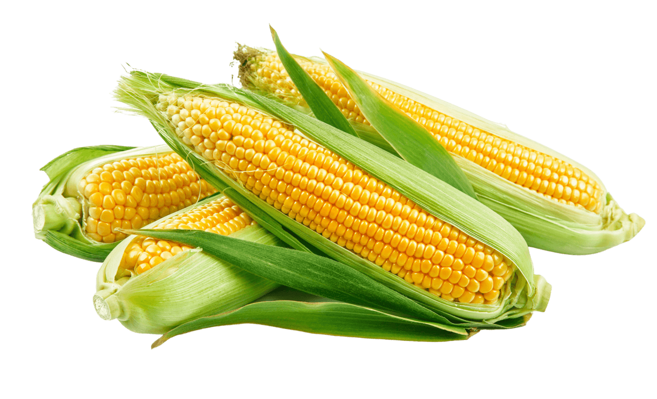 Corn miller chemical clipart background