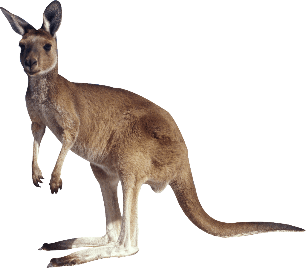 Kangaroo image size clipart