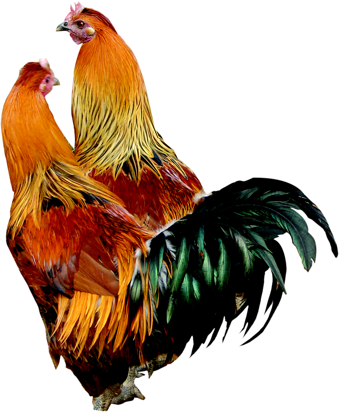 Rooster cock image with background clipart