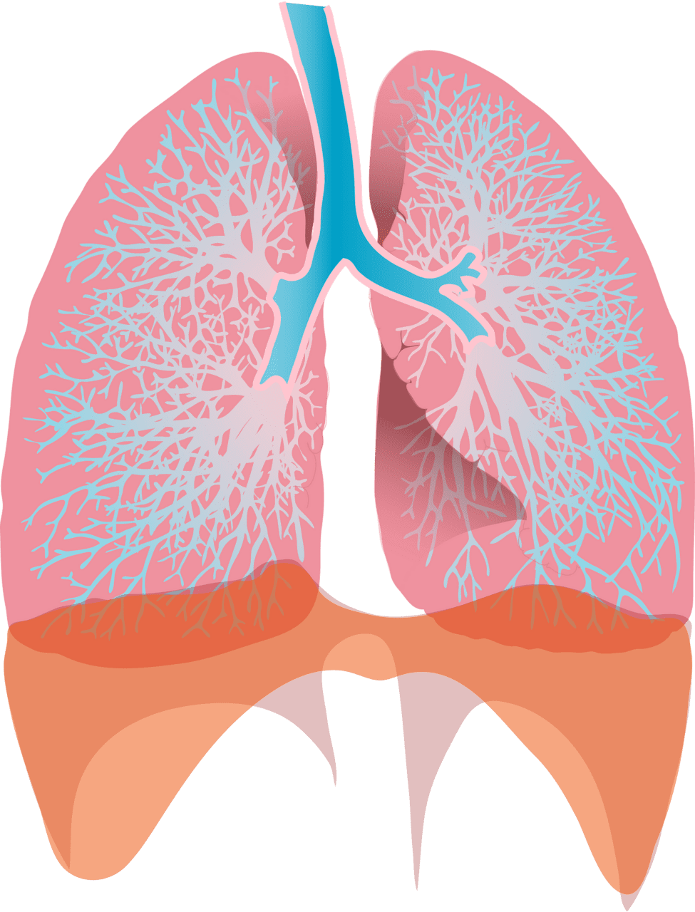 Lungs vector clipart images 4