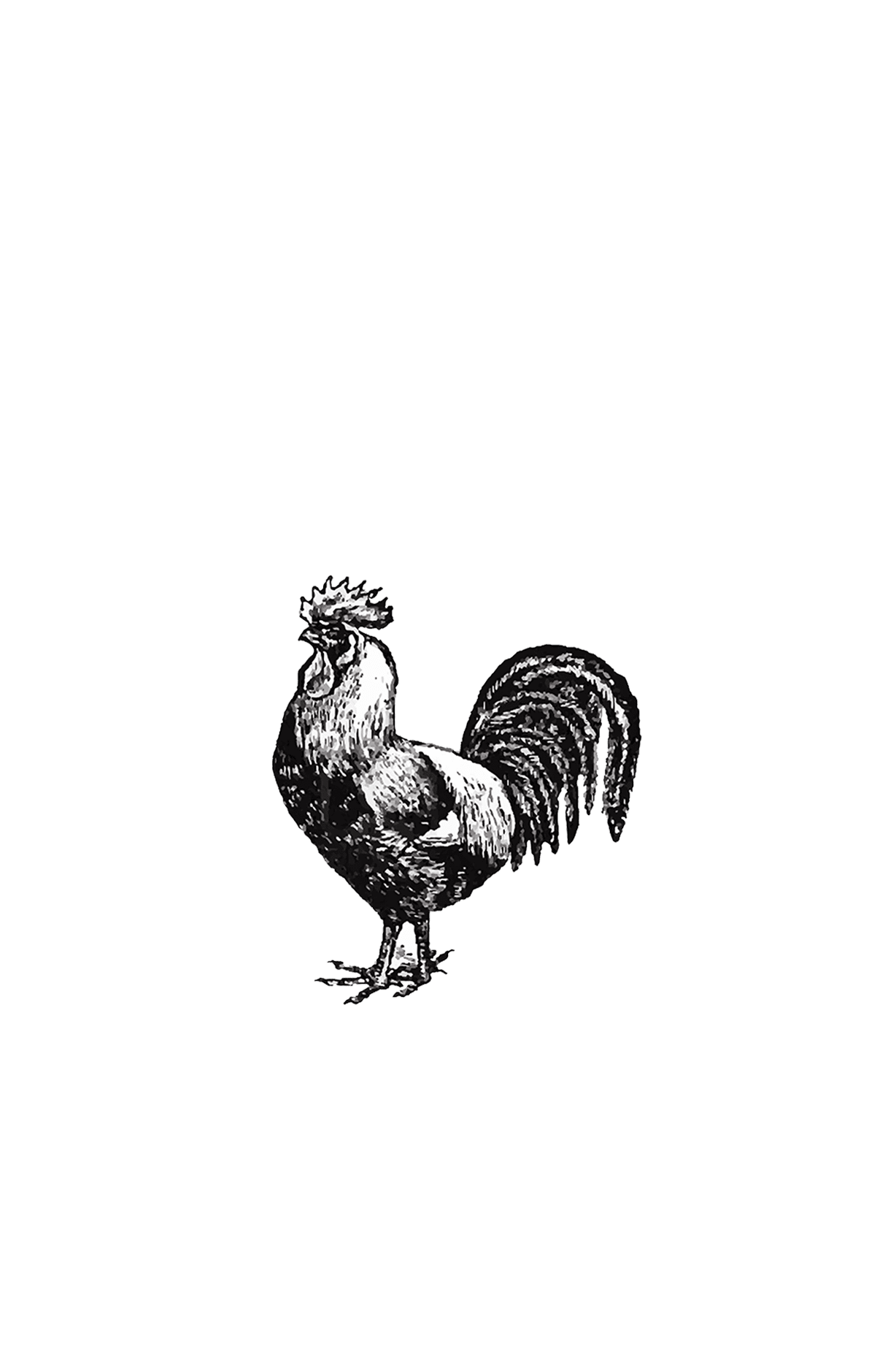 Rooster pin page clipart vector 2