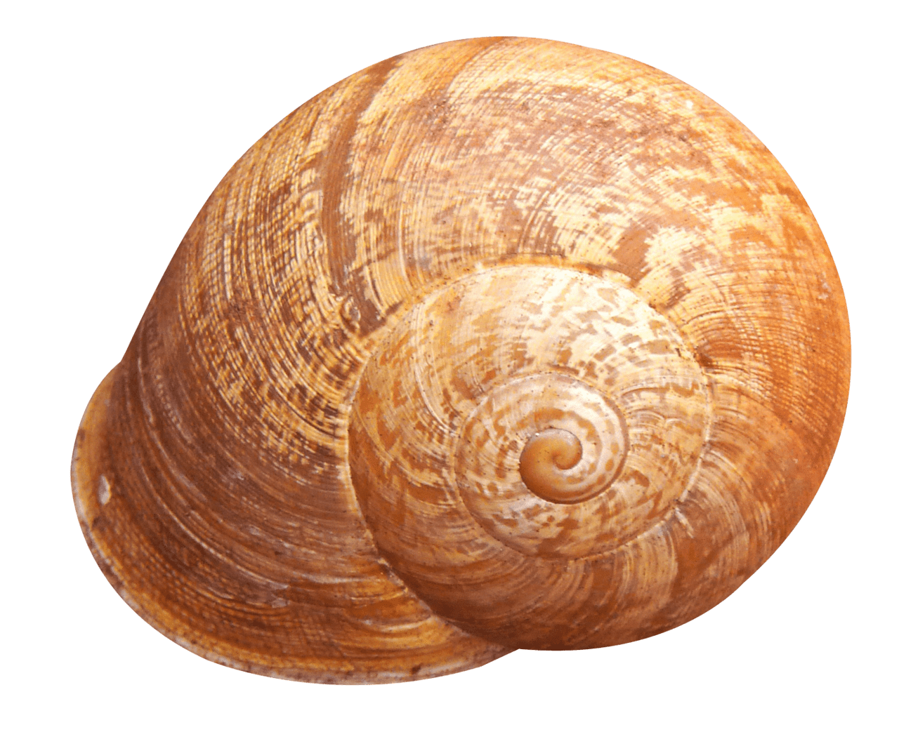 Snail shell image clipart