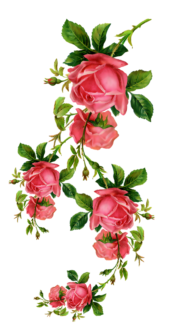 Poinsettia pin page clipart free 2