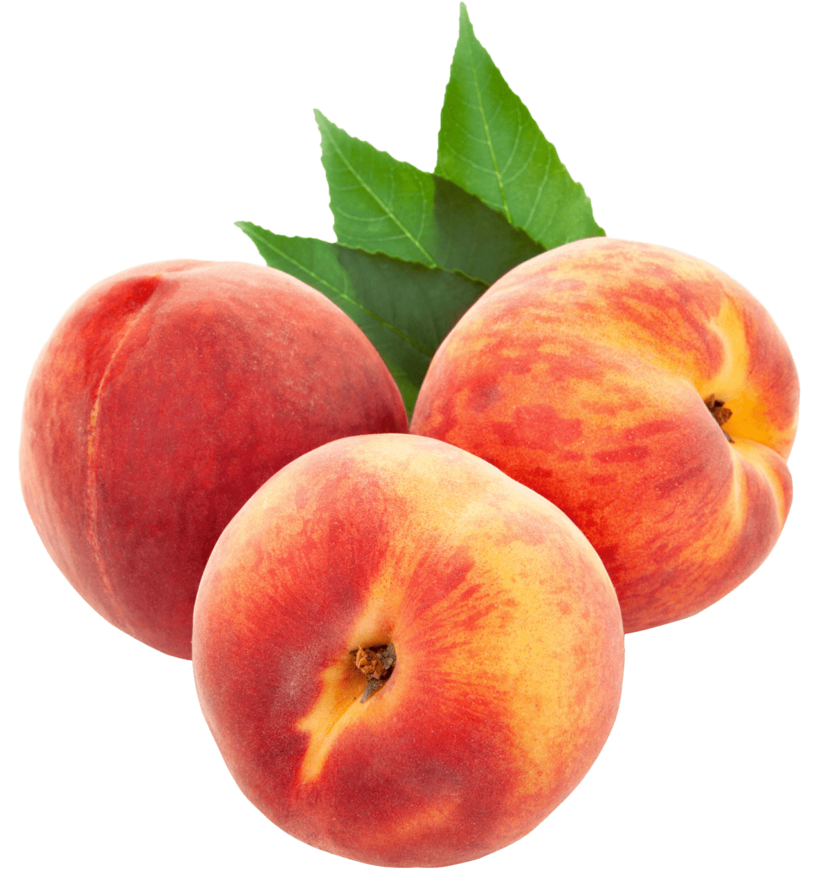 Large peach es clipart image