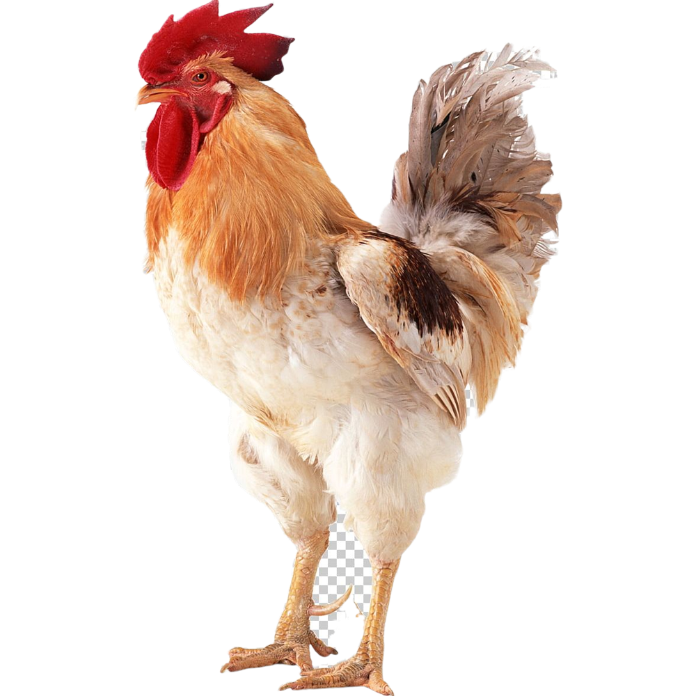 Rooster images hd photo clipart 4