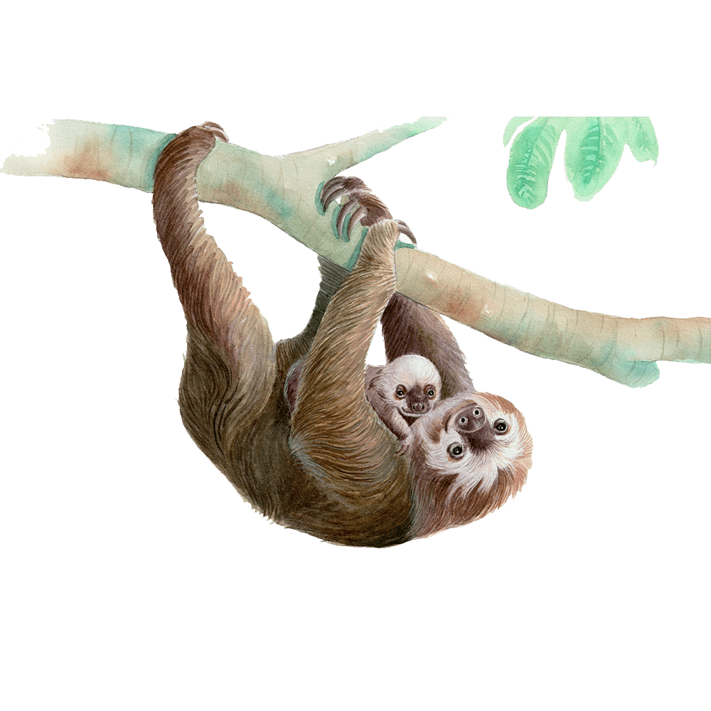 Sloth images hd photo clipart