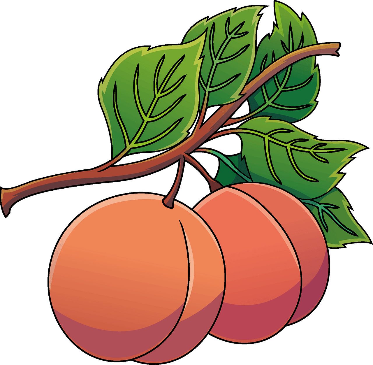 Peach vector clipart images 3