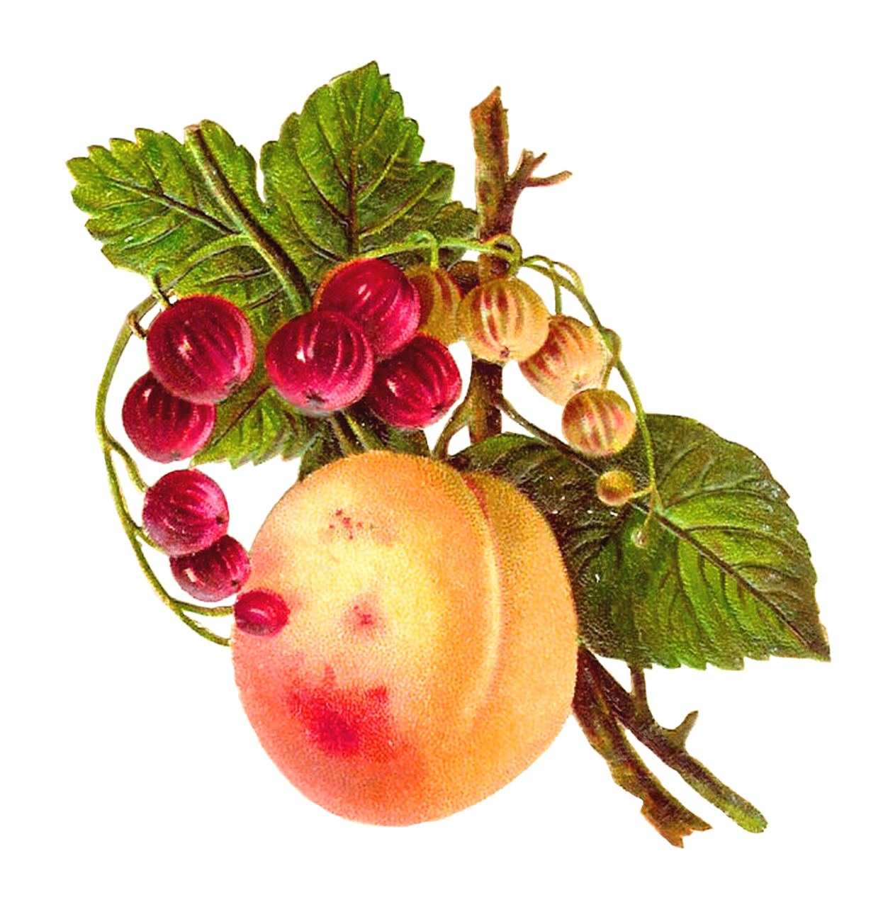 Vintage botanical fruit clipart of peach and gooseberry image 2