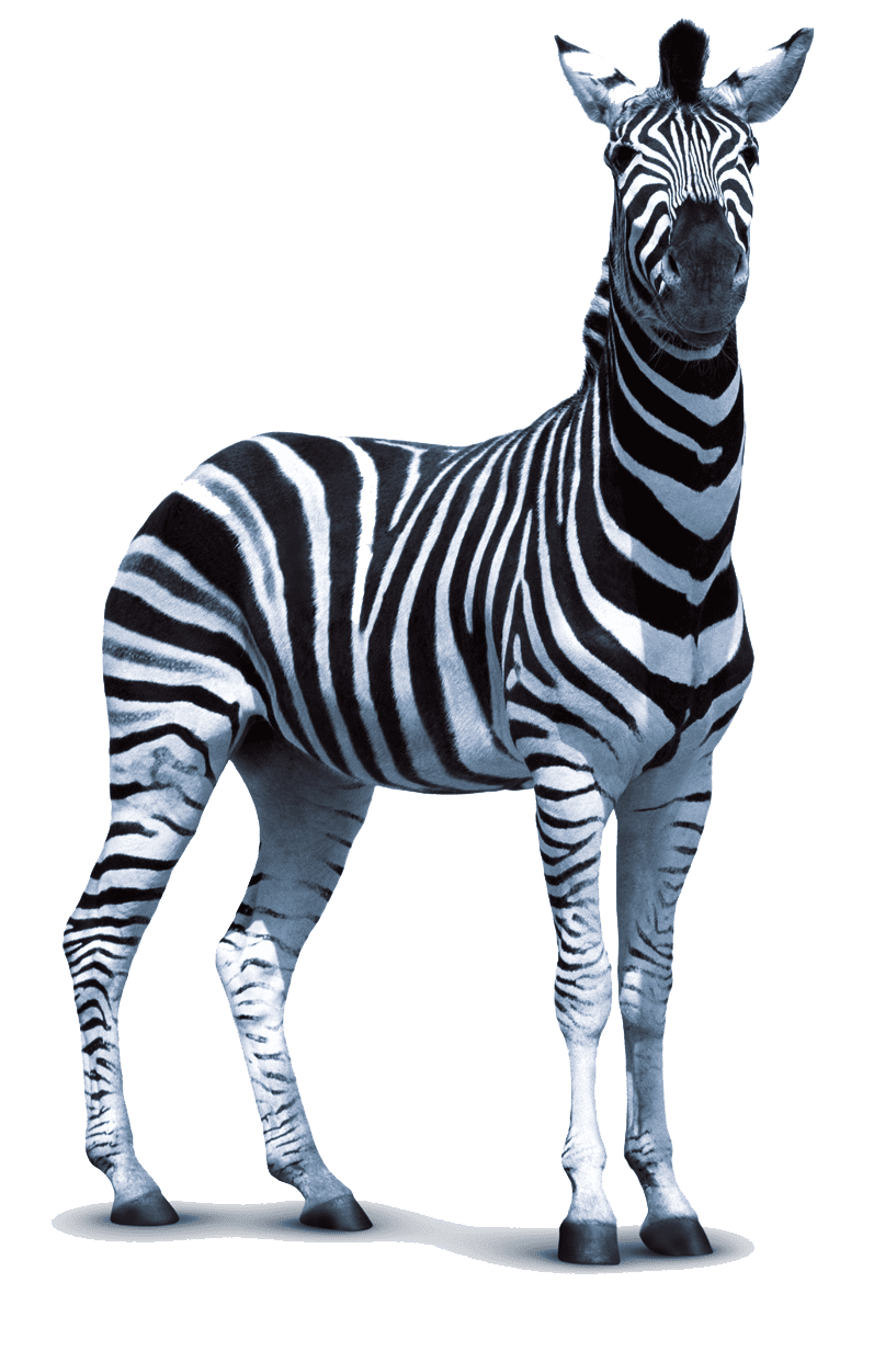 Zebra hq fre img clipart background