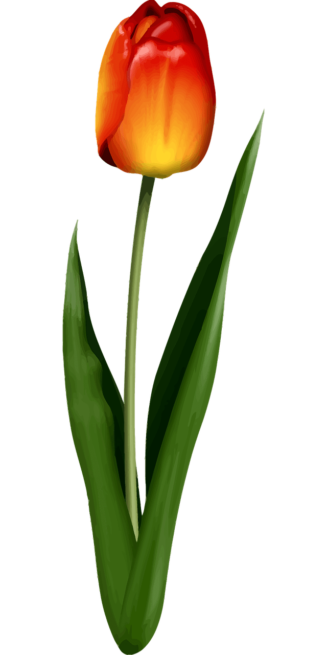 Tulip floral flor hoja gr ficos vectoriales gratis en pixabay clipart