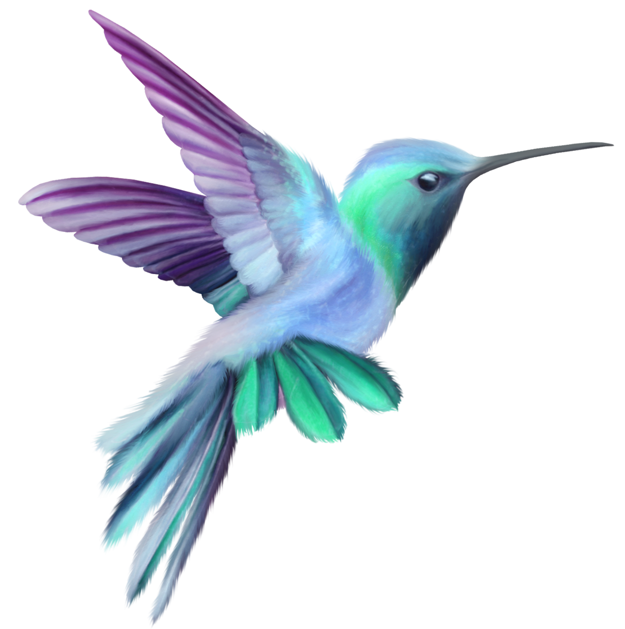 Feather hummingbird clipart image