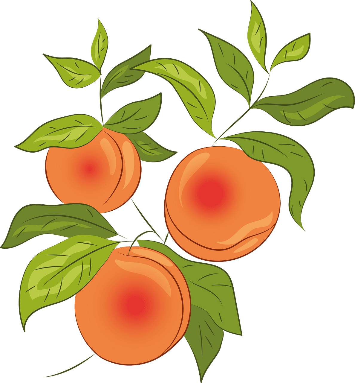 Peach vector clipart images 5