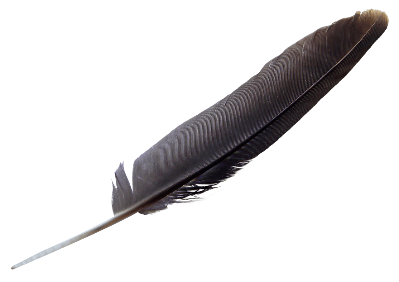 Feather clipart vector