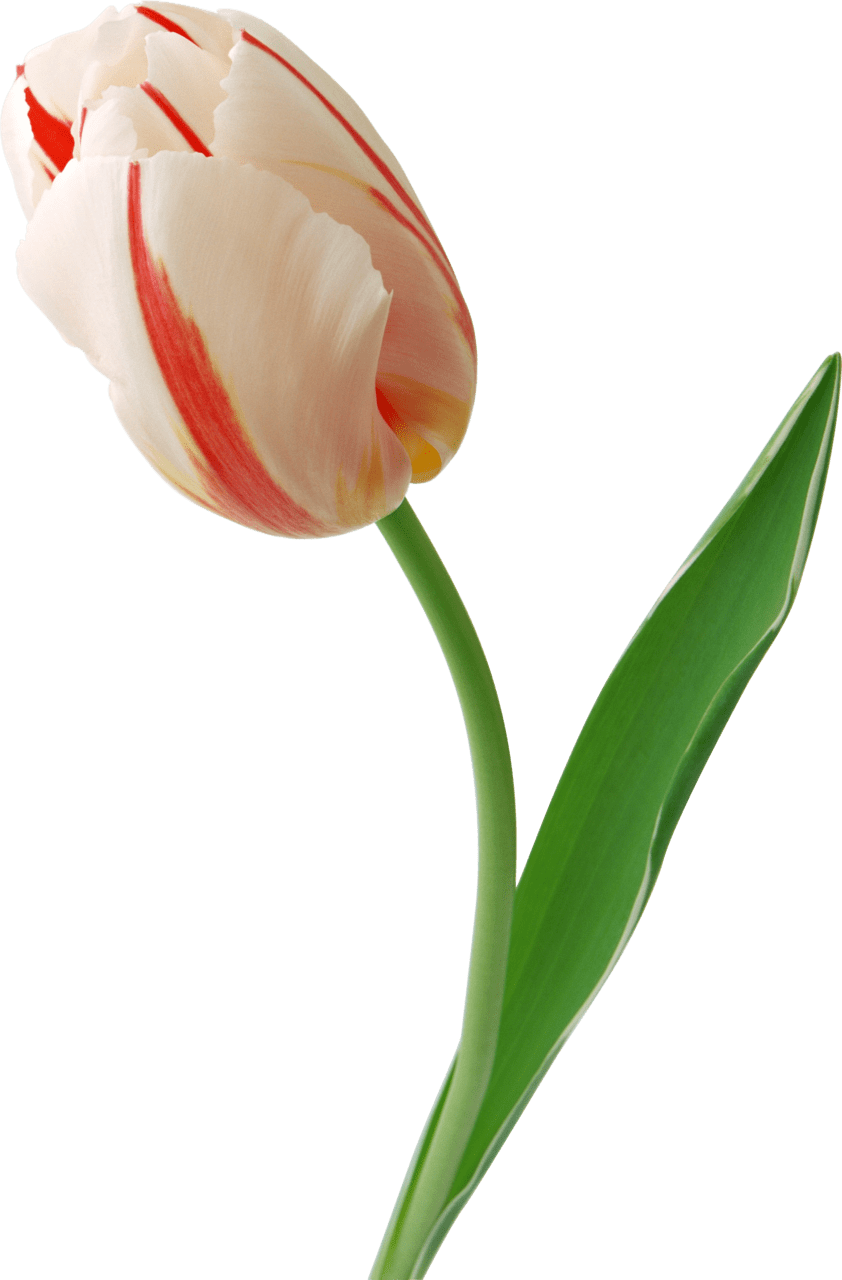 White tulip flower image clipart