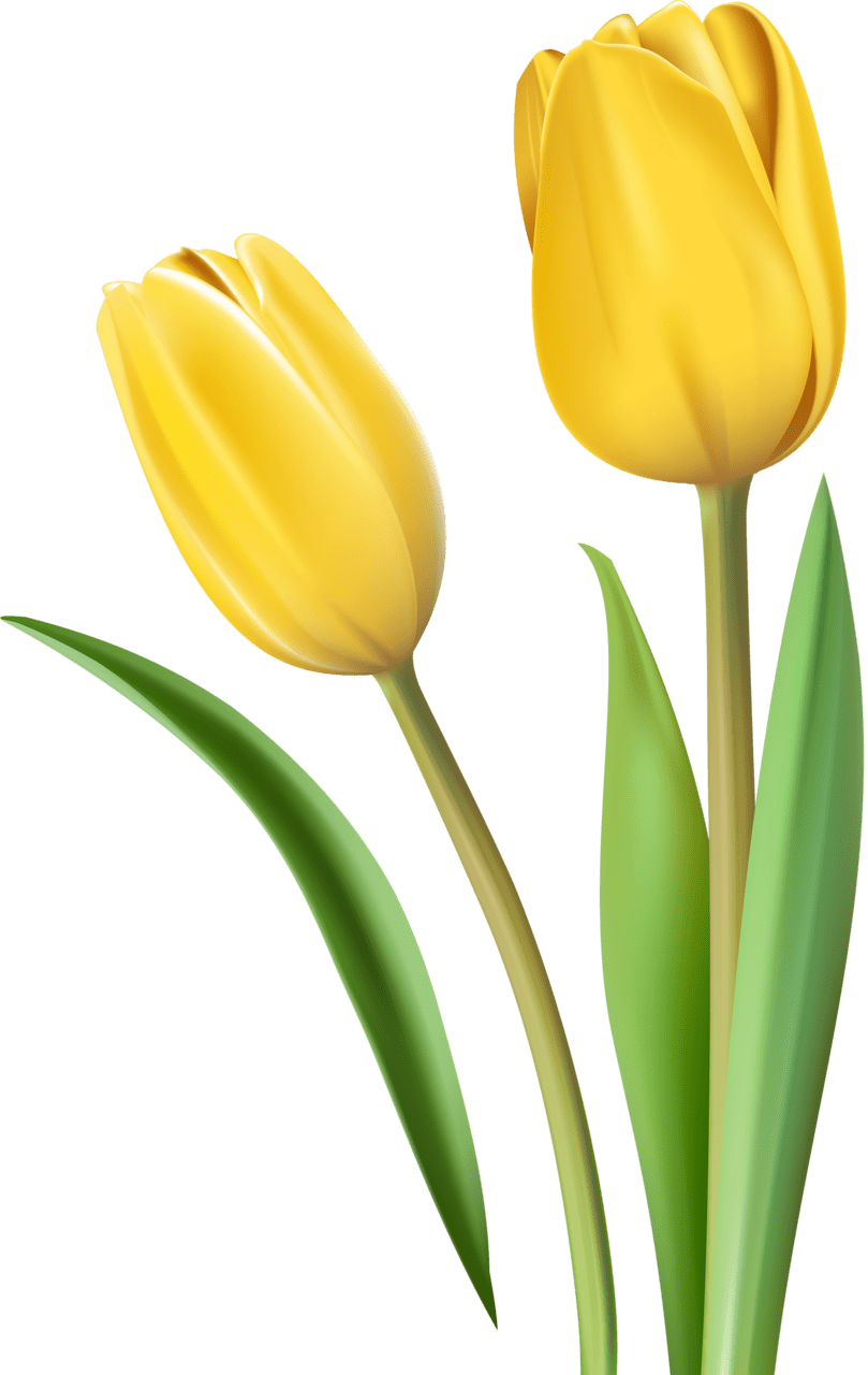 Tulip photo from album yandexdisk clipart