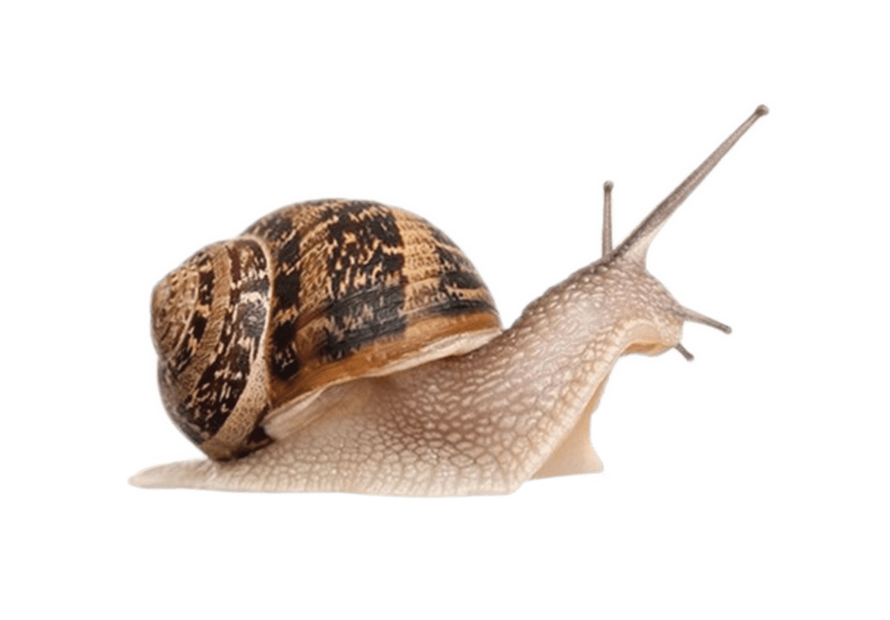 Snail pin page clipart photo