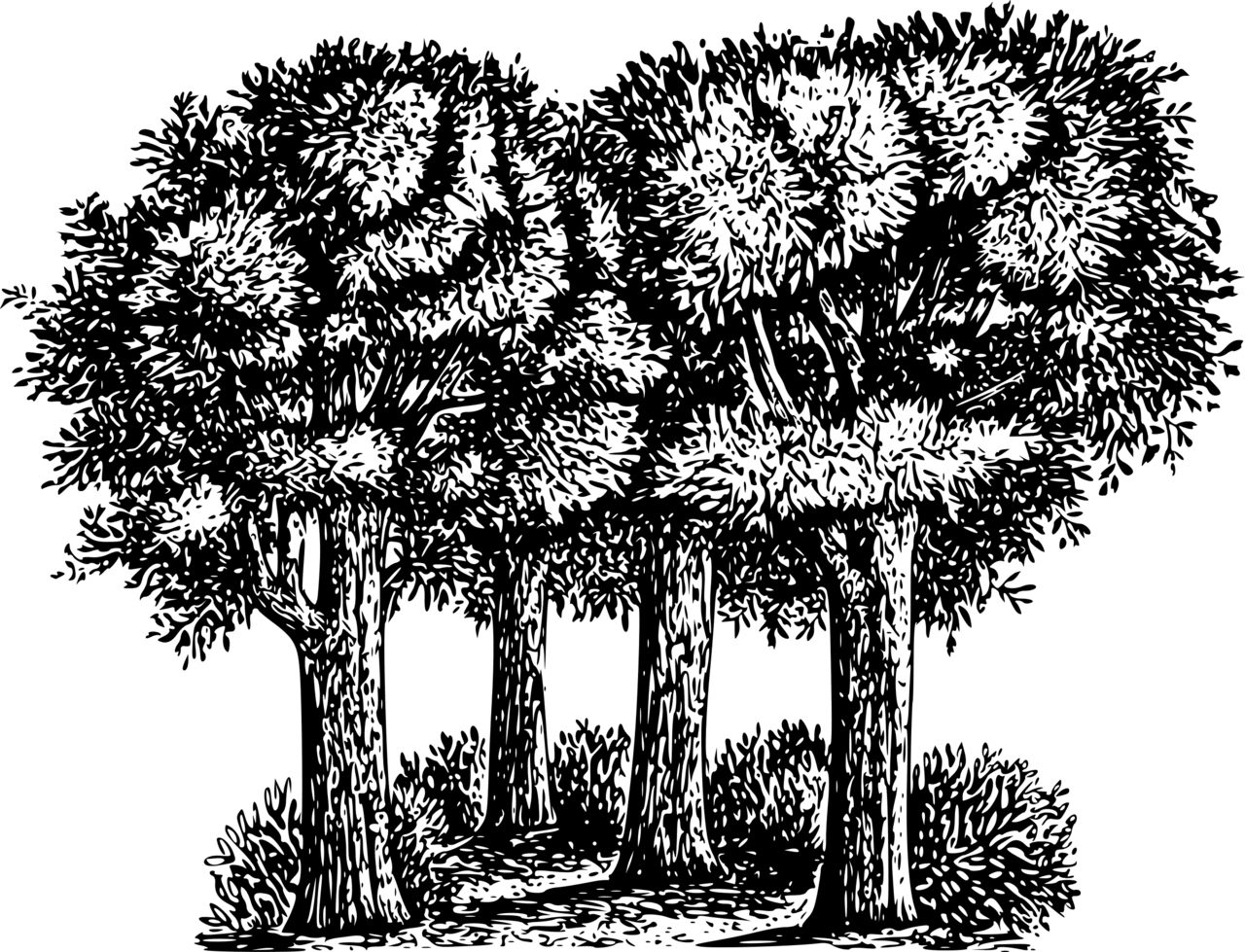 Forest black and white trees clipart full size image