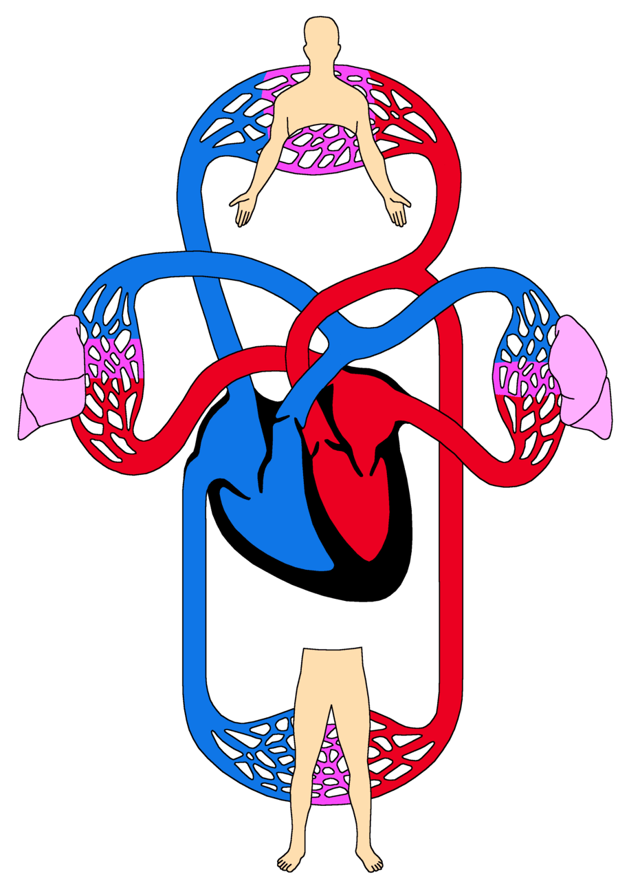 Lungs velk krevn ob clipart picture