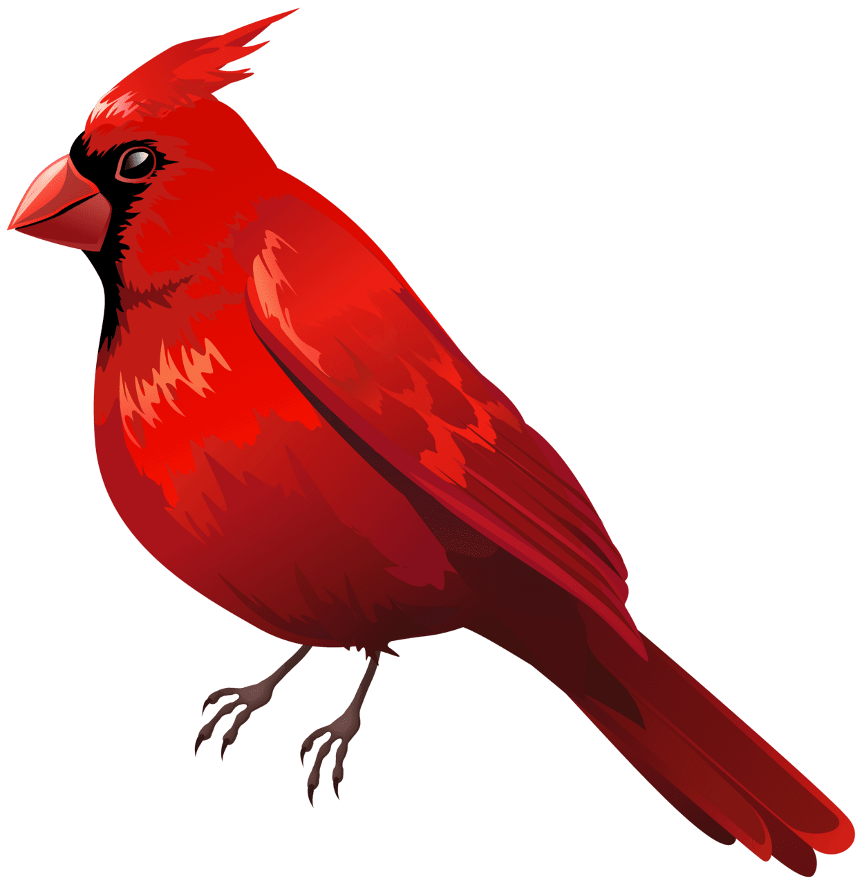 Red cardinal vector clipart