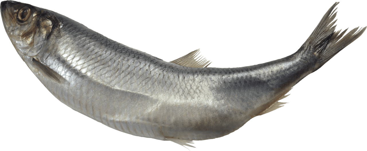 Fish black and white clipart picture