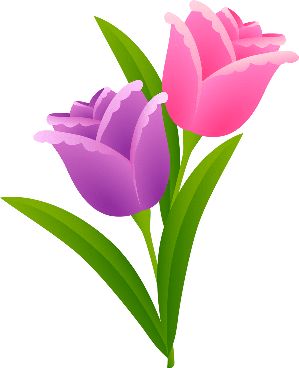 Tulip purple spr flower clipart clip art