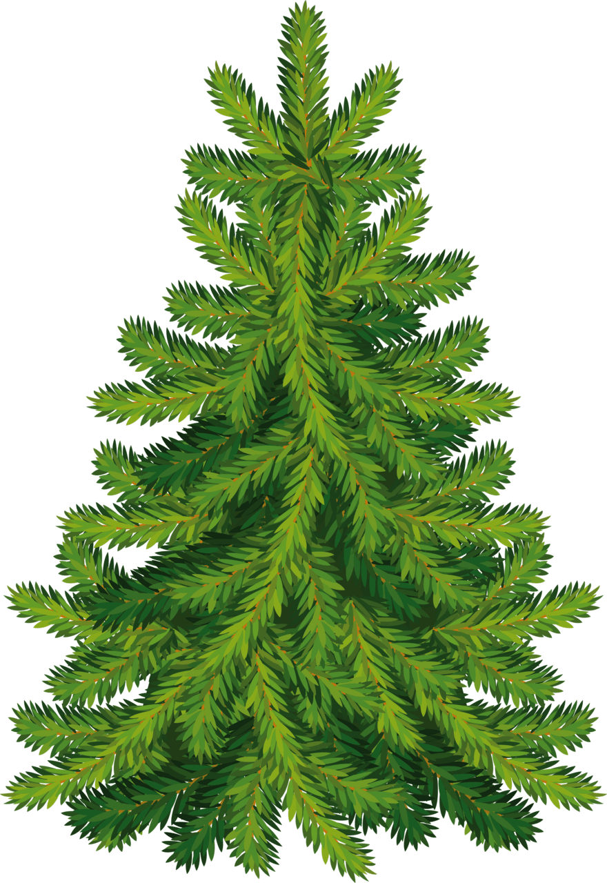 Pine tree fir clipart photo