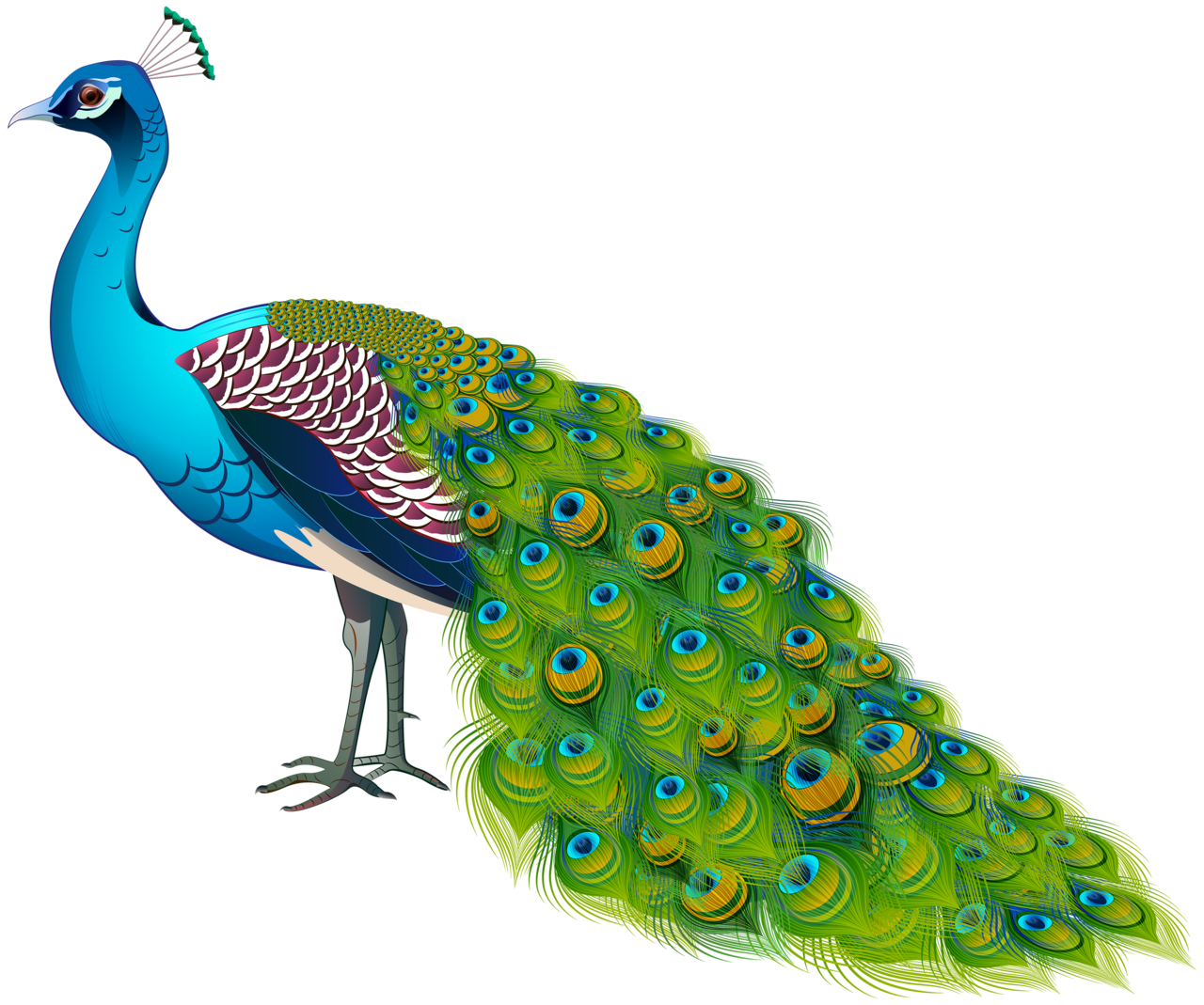 Feather peacock image clipart