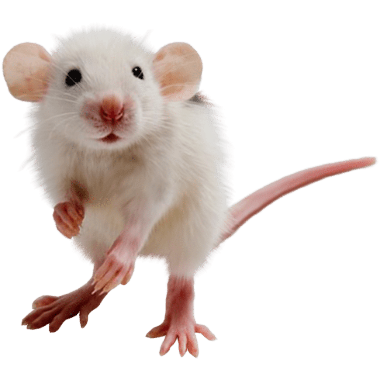 Rat images hd photo clipart 3