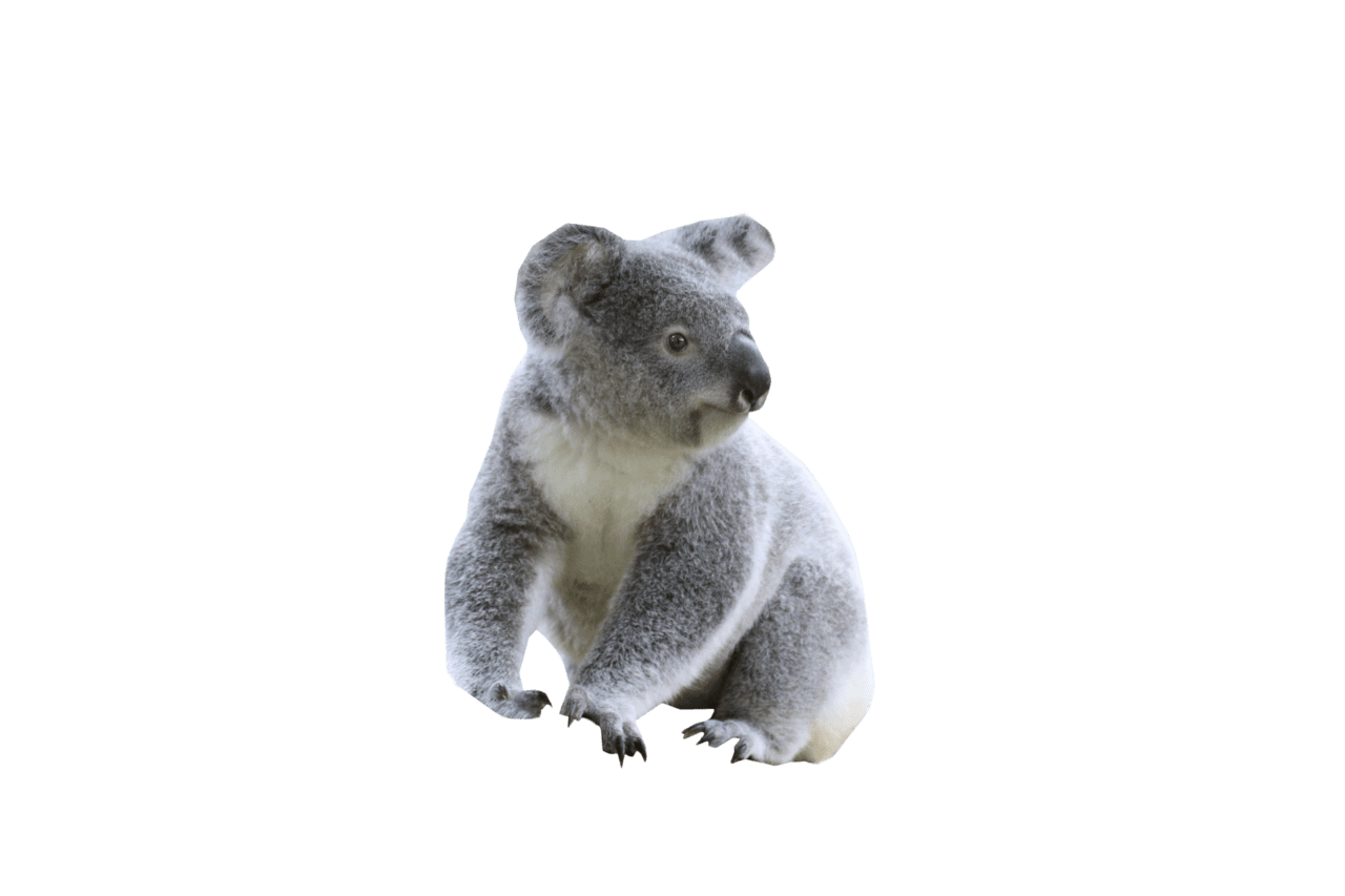 Cute koala clipart background