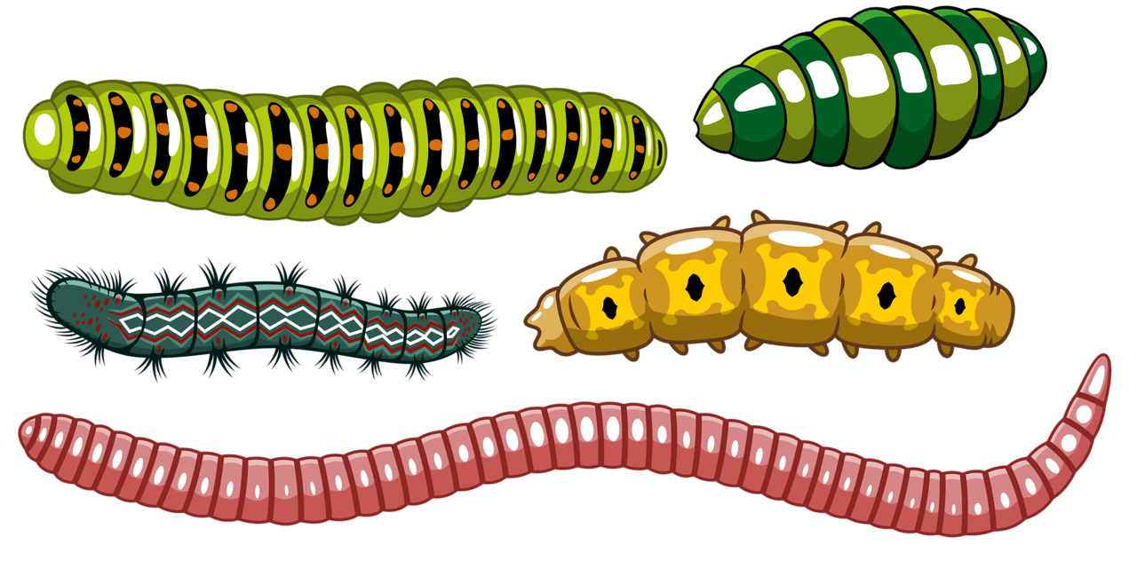 Caterpillar pin page clipart photo 2