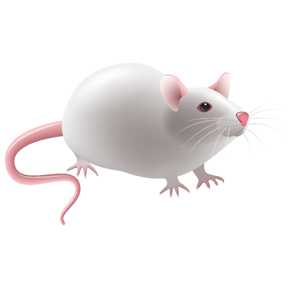 Rat images hd photo clipart 4