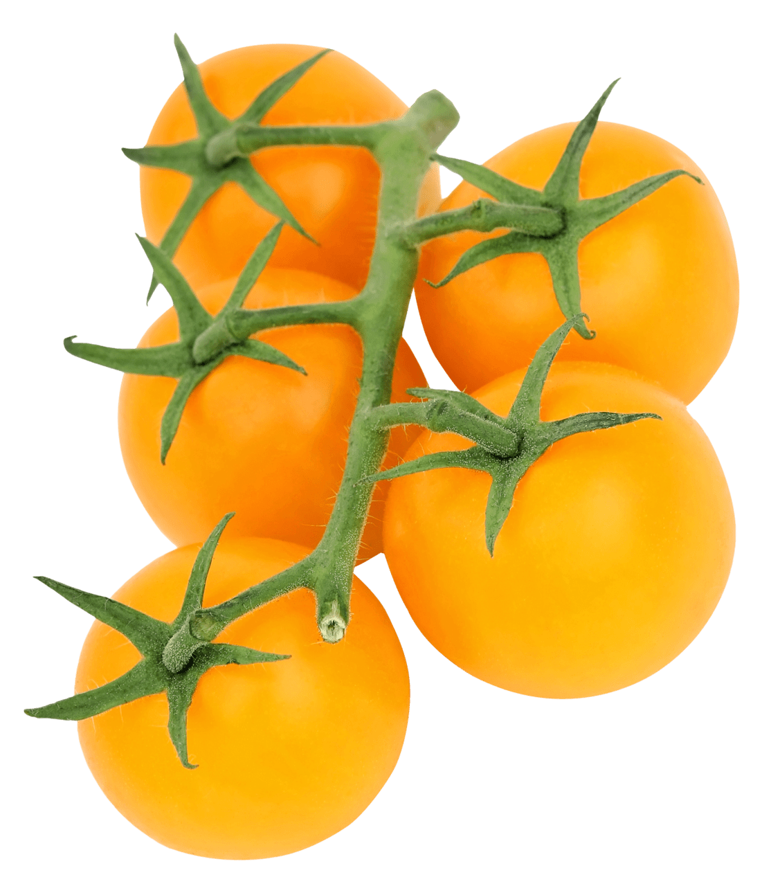 Yellow tomato clipart picture