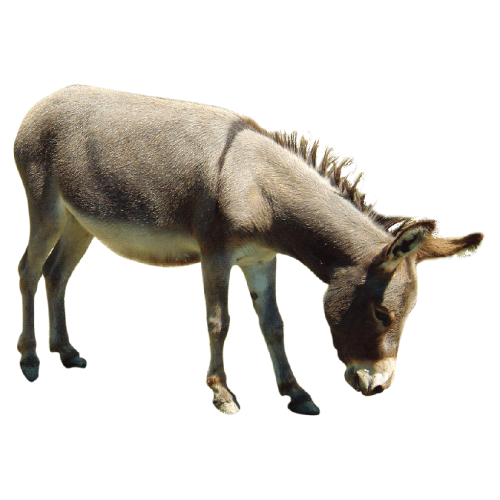 Donkey images hd photo clipart