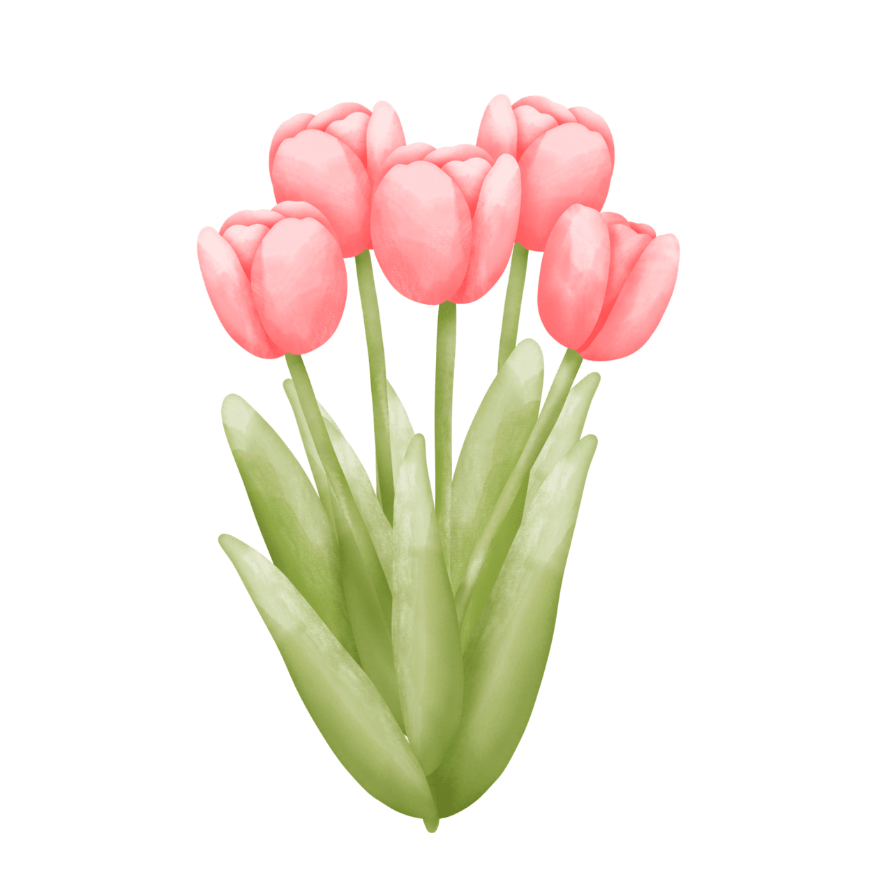 Tulip page clipart transparent