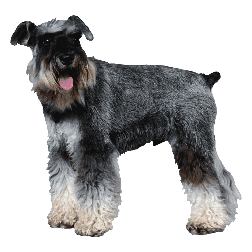 Dog black and white giant schnoodle images hd photo clipart