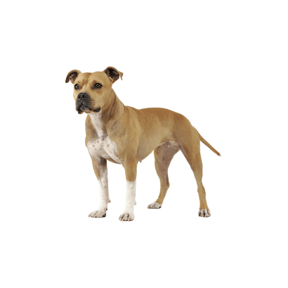 Canine american staffordshire terrier images hd photo clipart