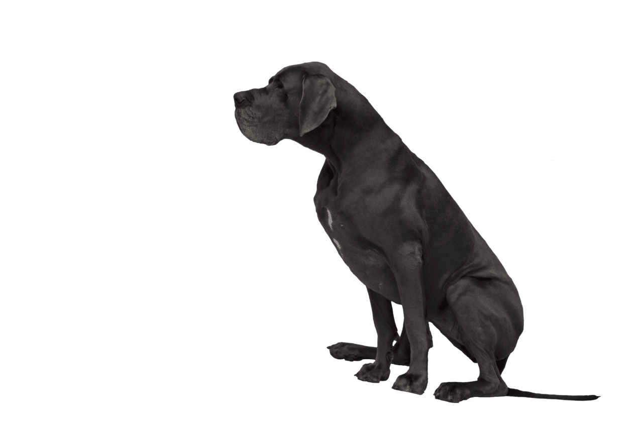 Dog black and white great dane clipart image