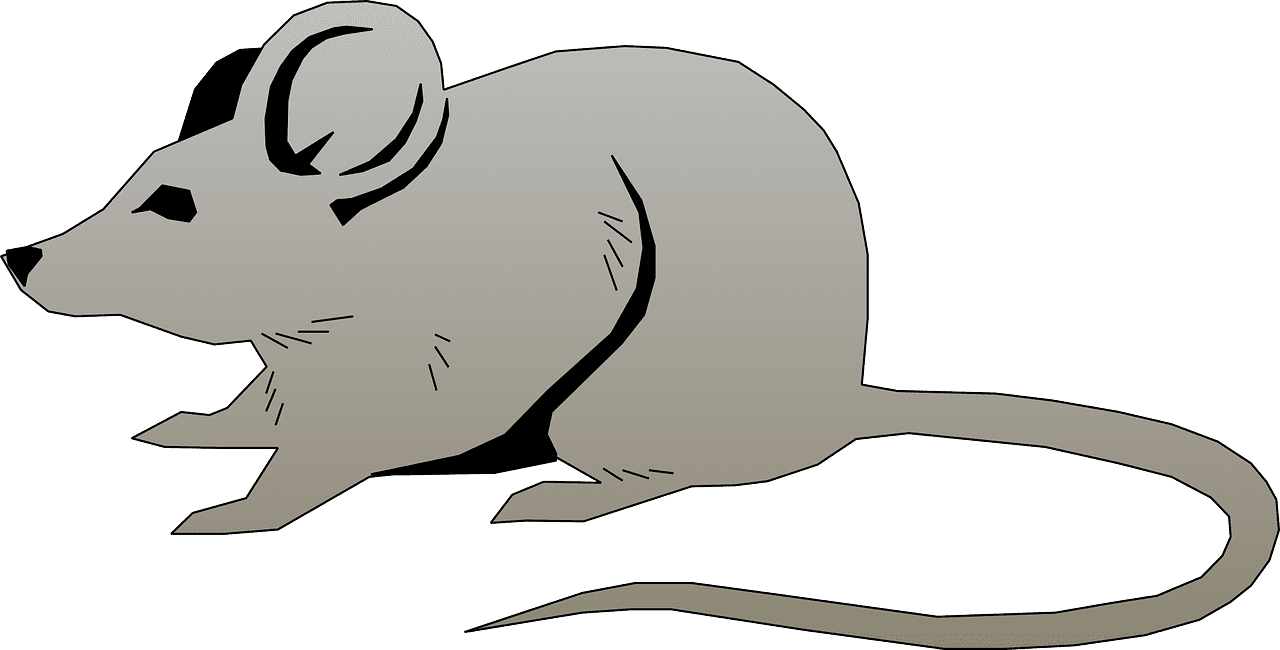 Mice mouse gray nature vector graphic clipart