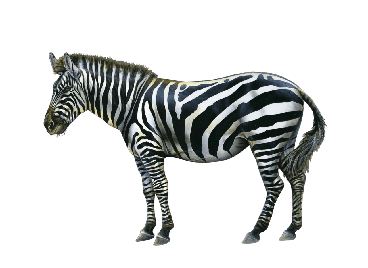 Zebra cool clipart free