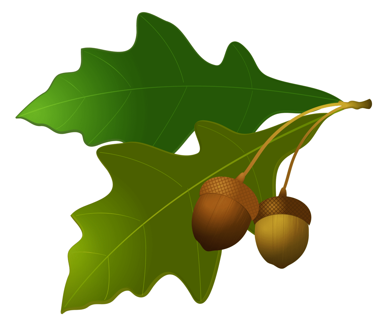 Leaves with acorn clipart logo