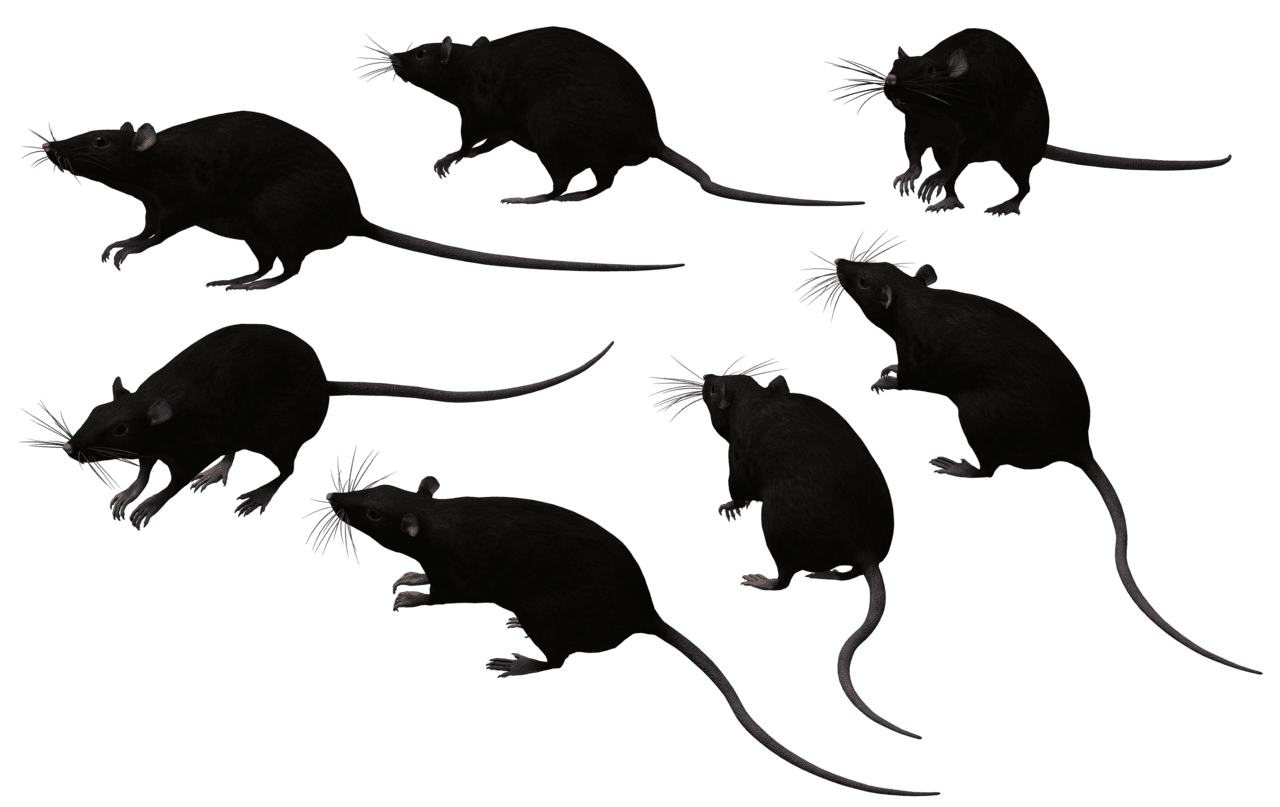 Rat pin page clipart photo