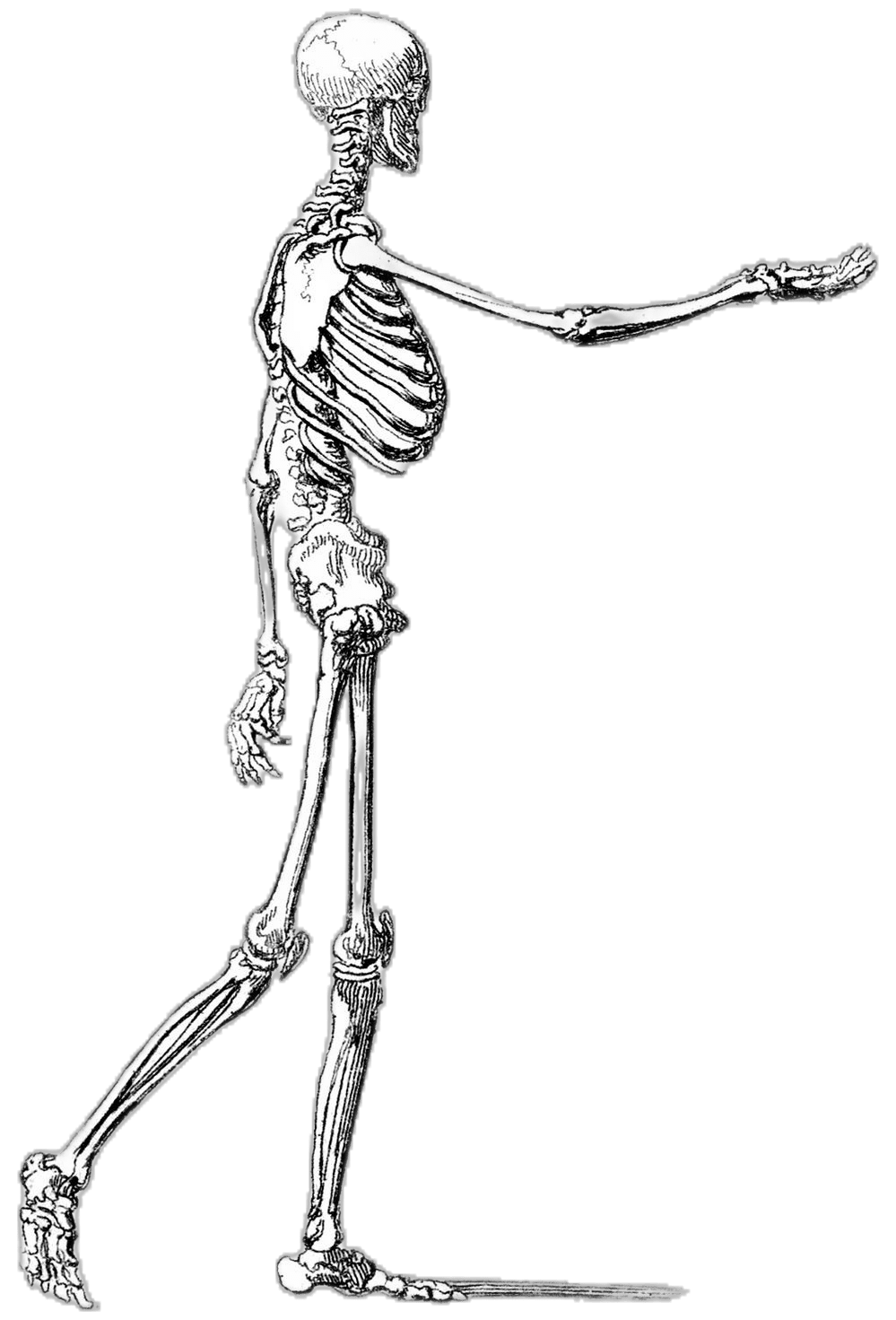 Bone halloween animal skeleton clipart vector