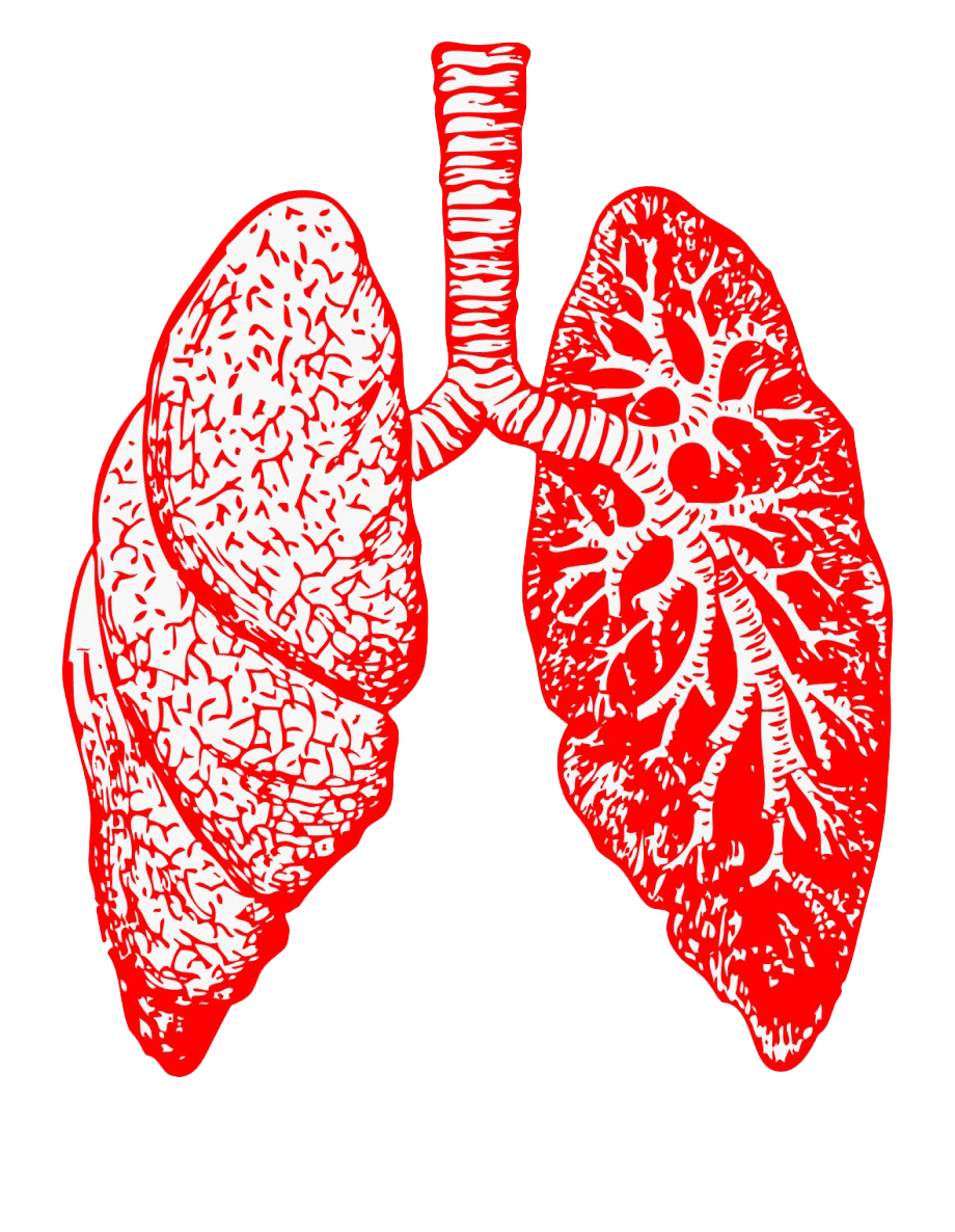 Animated lungs pic clipart clip art