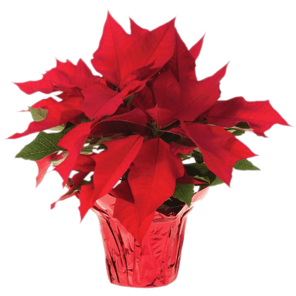 Pot of poinsettia clipart background