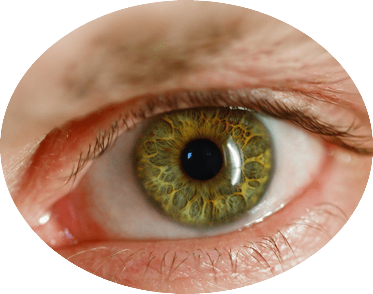 Eyeball eye clipart image