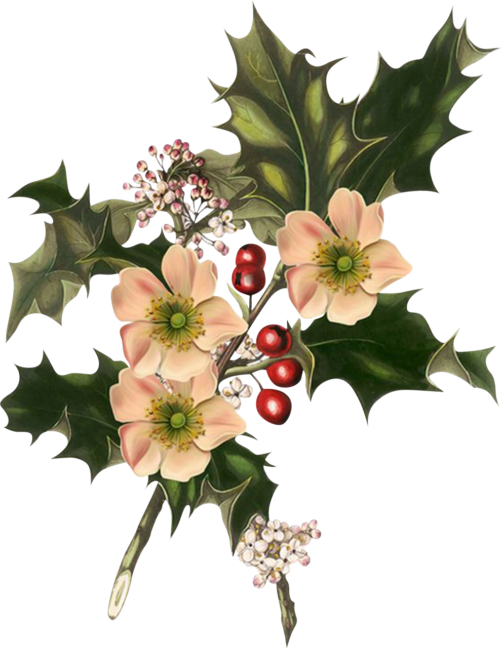 Mistletoe pin page clipart vector 2