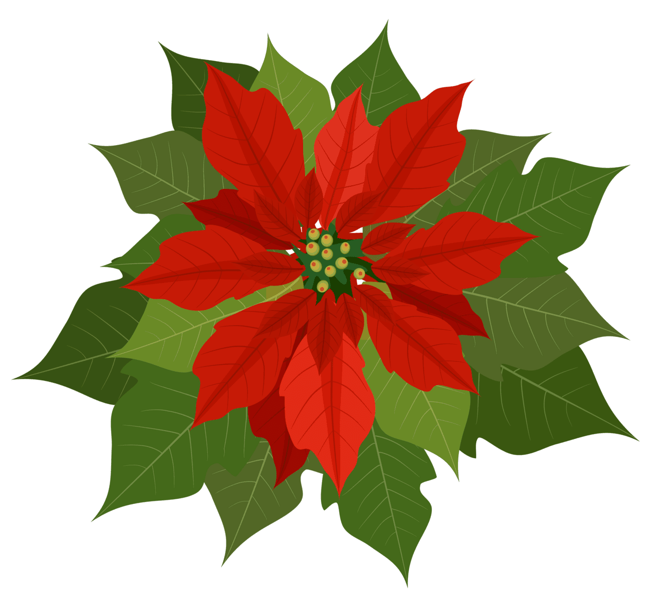 Poinsettia background clipart